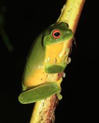111-Litoria chloris